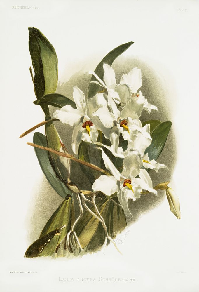 L&aelig;lia anceps schr&ouml;deriana from Reichenbachia Orchids (1888-1894) illustrated by Frederick Sander (1847-1920).…