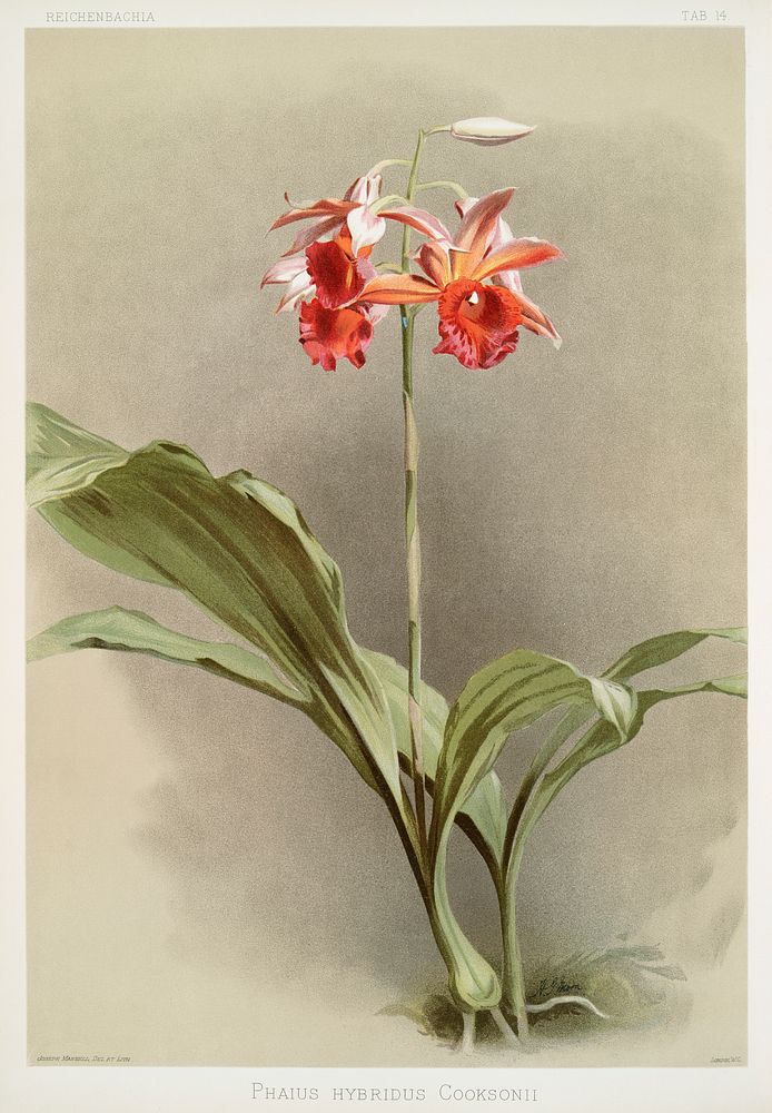 Phaius hybridus cooksonii from Reichenbachia Orchids (1888-1894) illustrated by Frederick Sander (1847-1920). Original from…