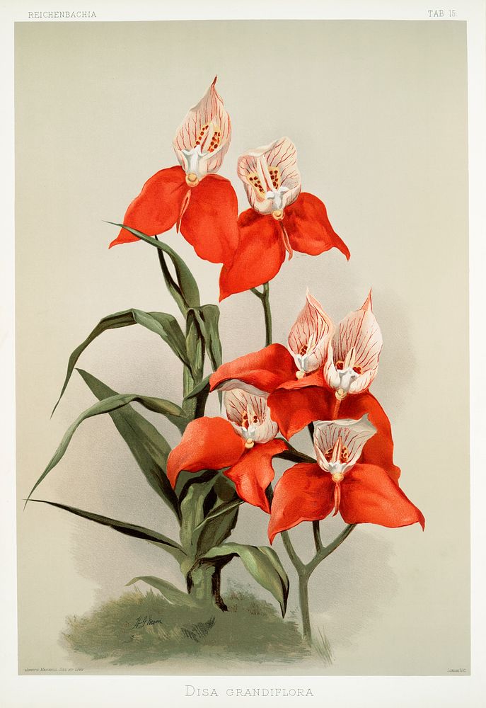 Disa grandiflora from Reichenbachia Orchids (1888-1894) illustrated by Frederick Sander (1847-1920). Original from The New…