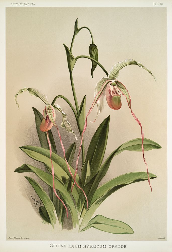 Selenipedium hybridum grande from Reichenbachia Orchids (1888-1894) illustrated by Frederick Sander (1847-1920). Original…