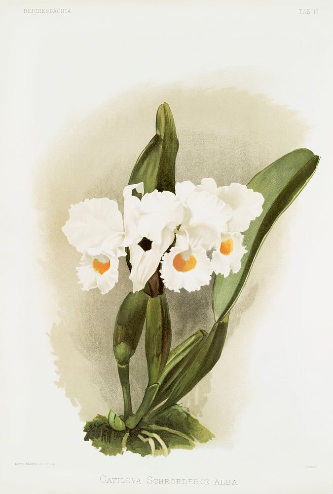 Cattleya schroederoe alba from Reichenbachia Orchids (1888-1894) illustrated by Frederick Sander (1847-1920). Original from…