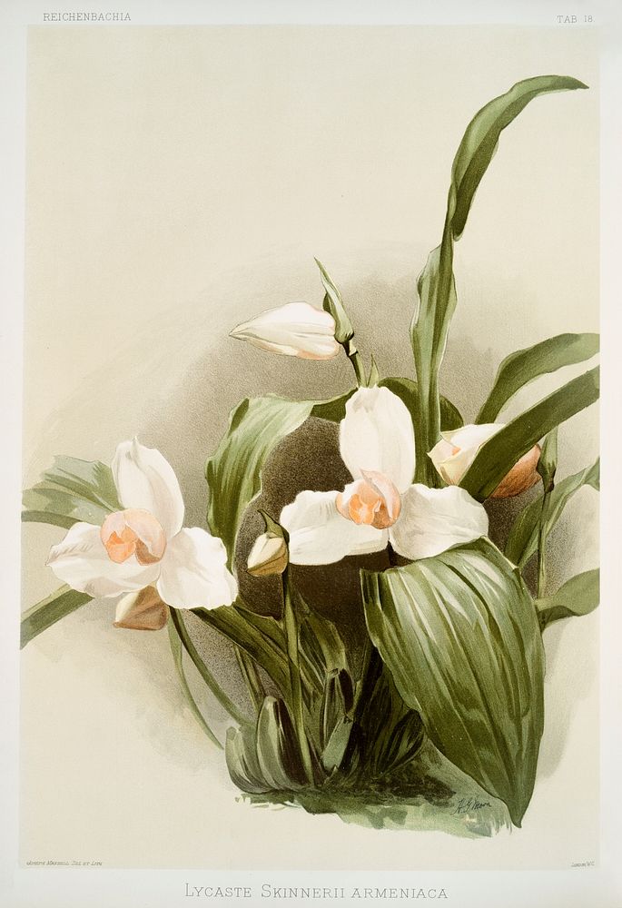 Lycaste skinnerii armeniaca from Reichenbachia Orchids (1888-1894) illustrated by Frederick Sander (1847-1920). Original…