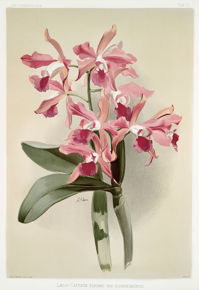 L&aelig;lio-cattleya elegans var blenheimensis from Reichenbachia Orchids (1888-1894) illustrated by Frederick Sander (1847…