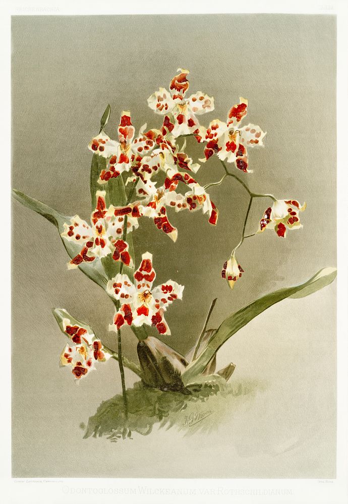 Odontoglossum wilckeanum var rothschildianum from Reichenbachia Orchids (1888-1894) illustrated by Frederick Sander (1847…
