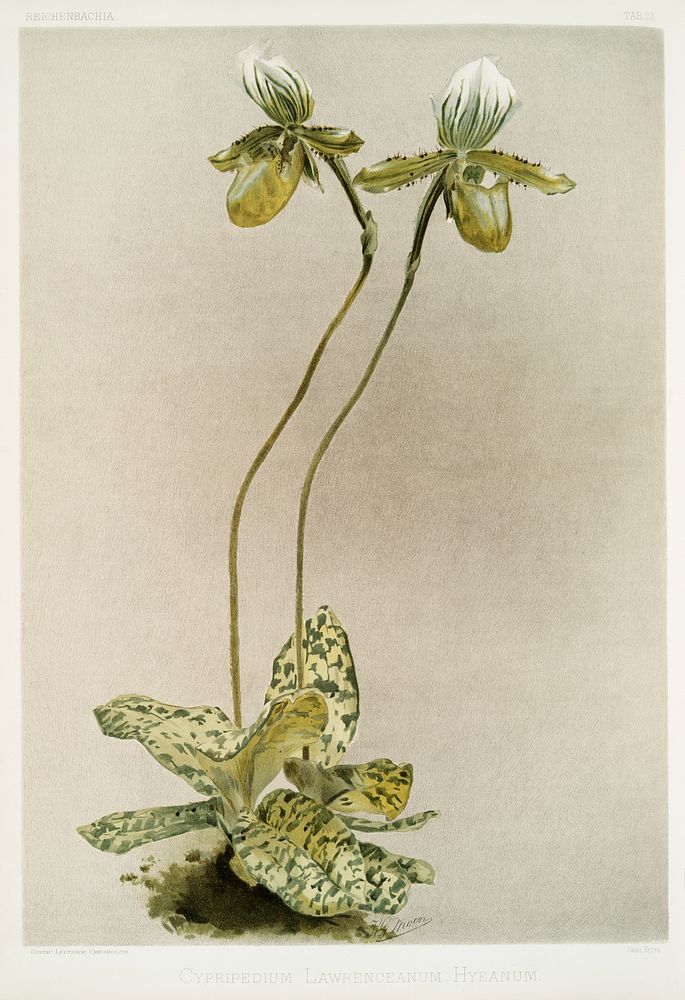 Cypripedium lawrenceanum hyeanum from Reichenbachia Orchids (1888-1894) illustrated by Frederick Sander (1847-1920).…