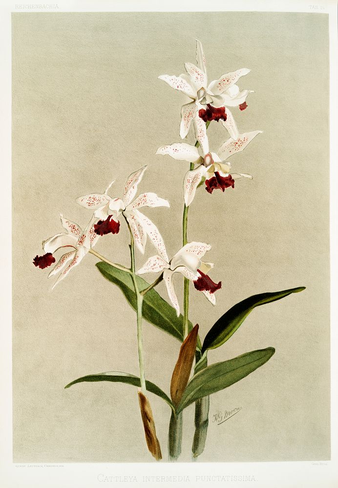 Cattleya intermedia punctatissima from Reichenbachia Orchids (1888-1894) illustrated by Frederick Sander (1847-1920).…