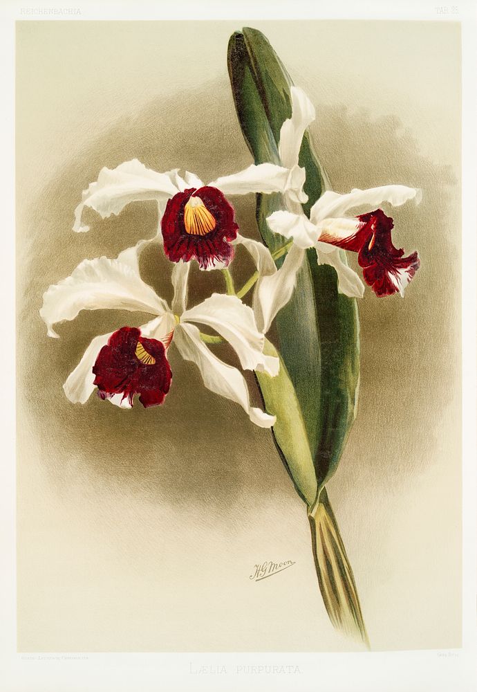 L&aelig;lia purpurata from Reichenbachia Orchids (1888-1894) illustrated by Frederick Sander (1847-1920). Original from The…