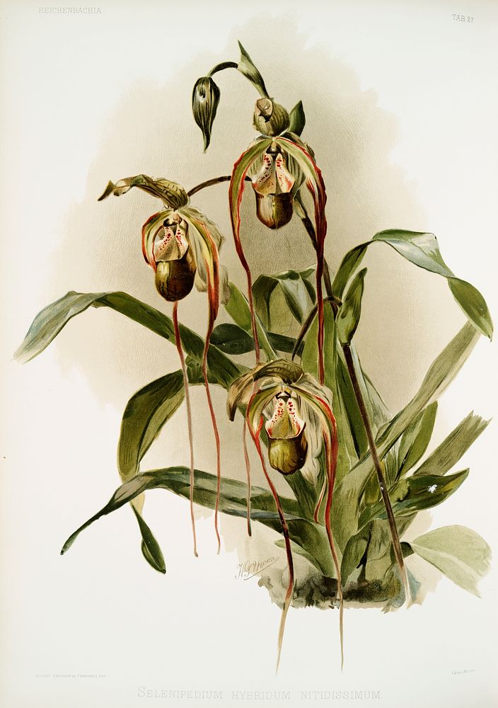 Selenipedium hybridum nitidissimum from Reichenbachia Orchids (1888-1894) illustrated by Frederick Sander (1847-1920).…