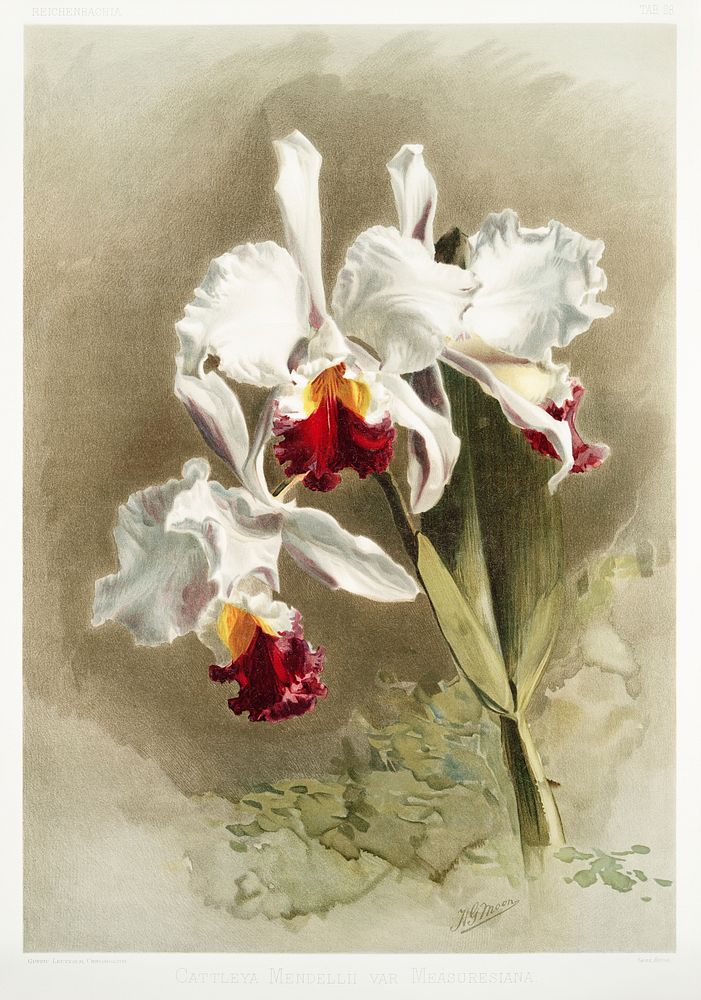 Cattleya mendellii var measuresiana from Reichenbachia Orchids (1888-1894) illustrated by Frederick Sander (1847-1920).…