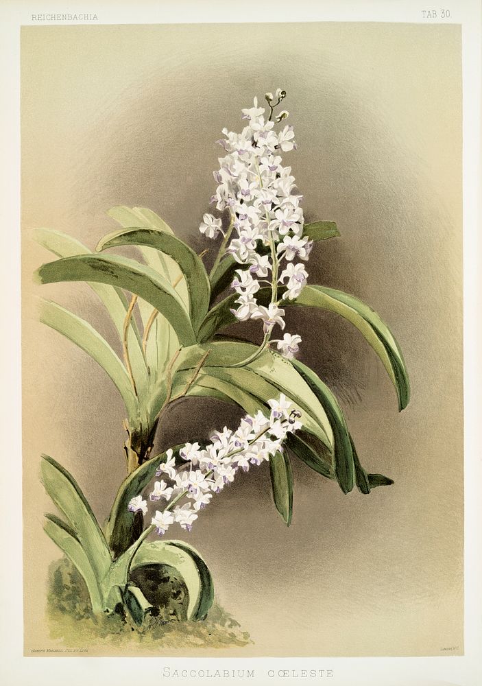 Saccolabium c&oelig;leste from Reichenbachia Orchids (1888-1894) illustrated by Frederick Sander (1847-1920). Original from…