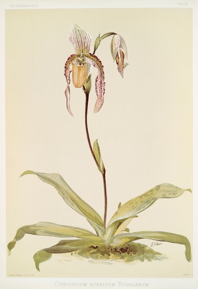 Cypripedium hybridum youngianum from Reichenbachia Orchids (1888-1894) illustrated by Frederick Sander (1847-1920). Original…