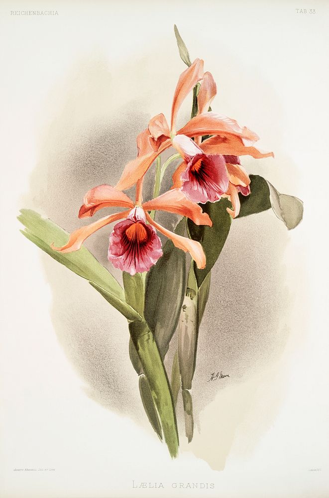 L&aelig;lia grandis from Reichenbachia Orchids (1888-1894) illustrated by Frederick Sander (1847-1920). Original from The…