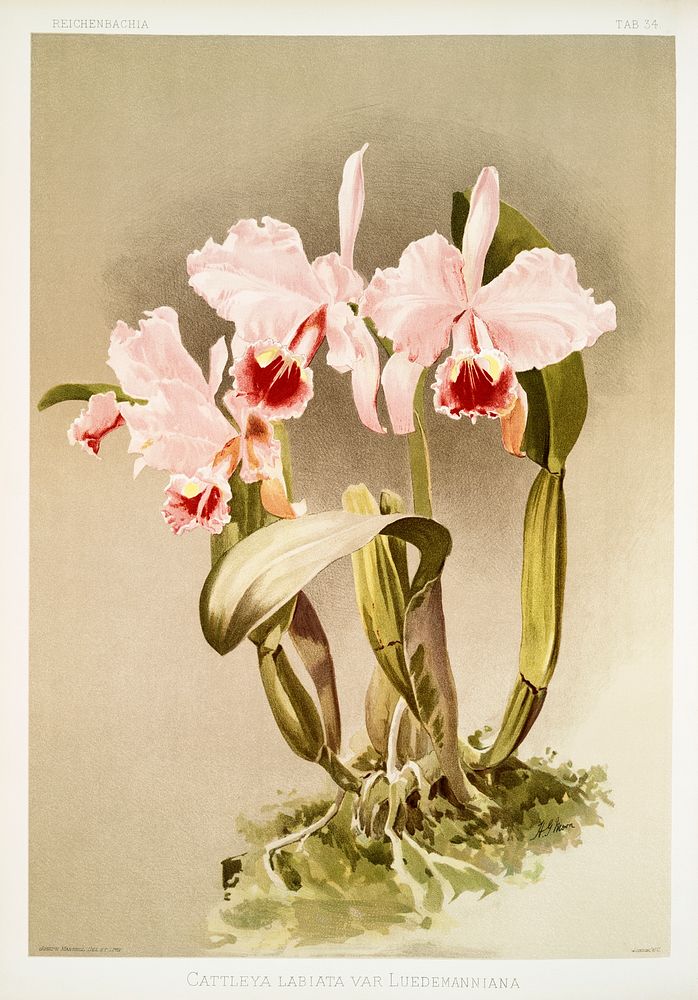 Cattleya labiata var luedemanniana from Reichenbachia Orchids (1888-1894) illustrated by Frederick Sander (1847-1920).…