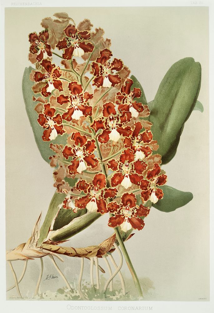 Odontoglossum coronarium from Reichenbachia Orchids (1888-1894) illustrated by Frederick Sander (1847-1920). Original from…