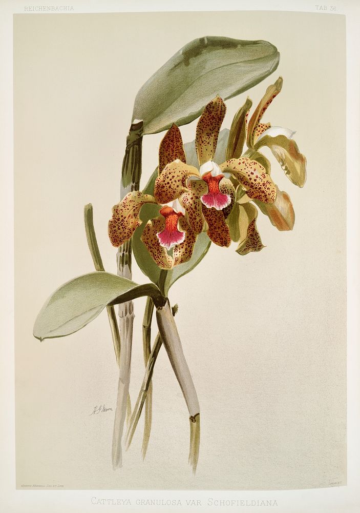 Cattleya granulosa var schofieldiana from Reichenbachia Orchids (1888-1894) illustrated by Frederick Sander (1847-1920).…