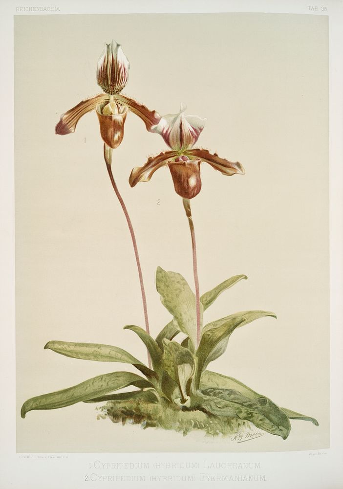 Cypripedium (hybridum) laucheanum, cypripedium (hybridum) eyermanianum from Reichenbachia Orchids (1888-1894) illustrated by…