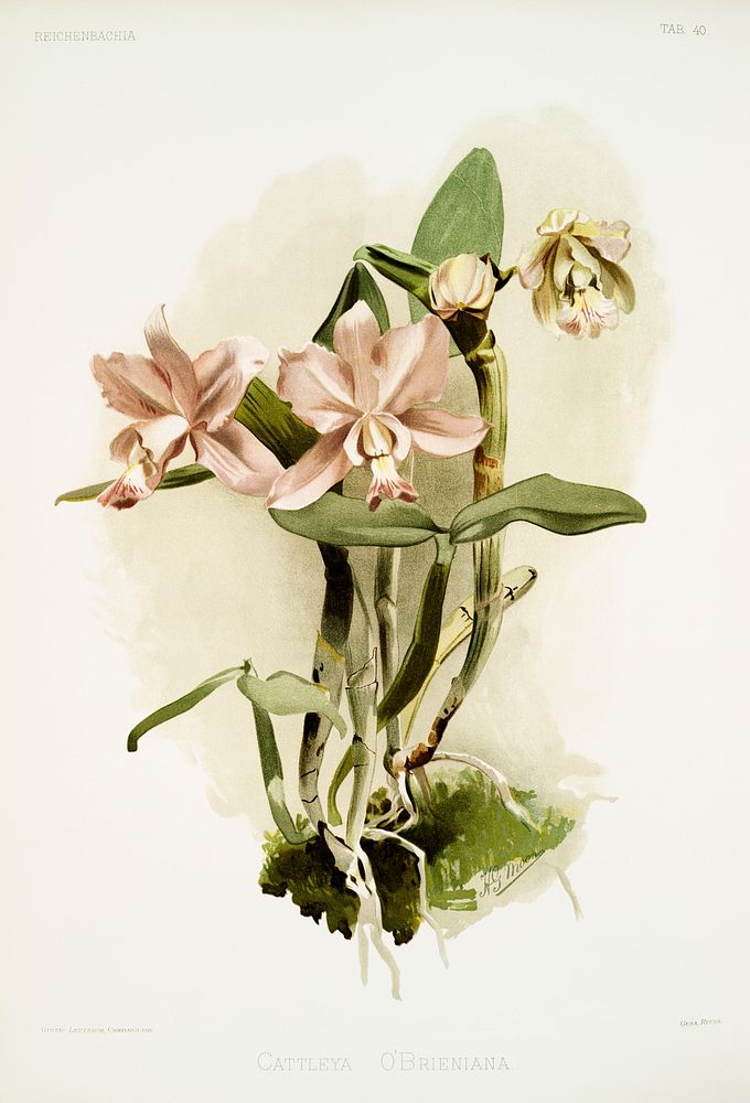 Cattleya o'brieniana from Reichenbachia Orchids (1888-1894) illustrated by Frederick Sander (1847-1920). Original from The…