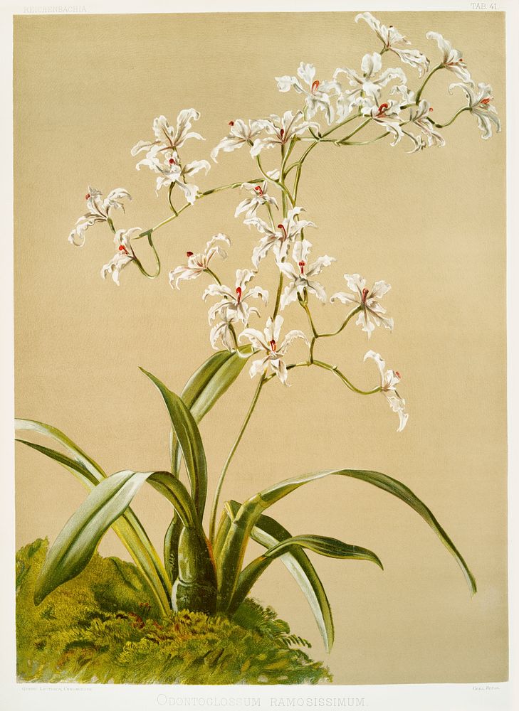 Odontoglossum ramosissimum from Reichenbachia Orchids (1888-1894) illustrated by Frederick Sander (1847-1920). Original from…