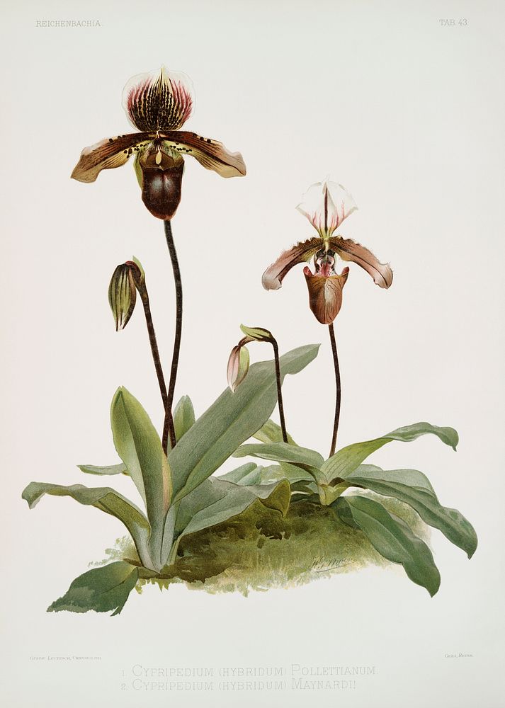 Cypripedium (hybridum) pollettianum, Cypripedium (hybridum) maynardii from Reichenbachia Orchids (1888-1894) illustrated by…