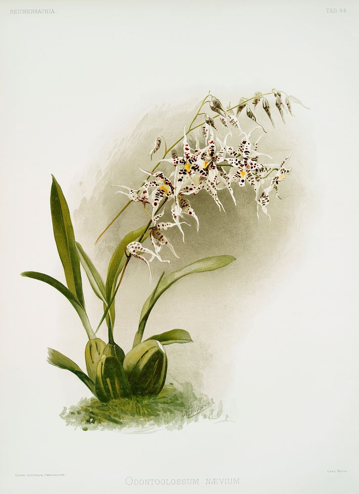 Odontoglossum n&aelig;vium from Reichenbachia Orchids (1888-1894) illustrated by Frederick Sander (1847-1920). Original from…