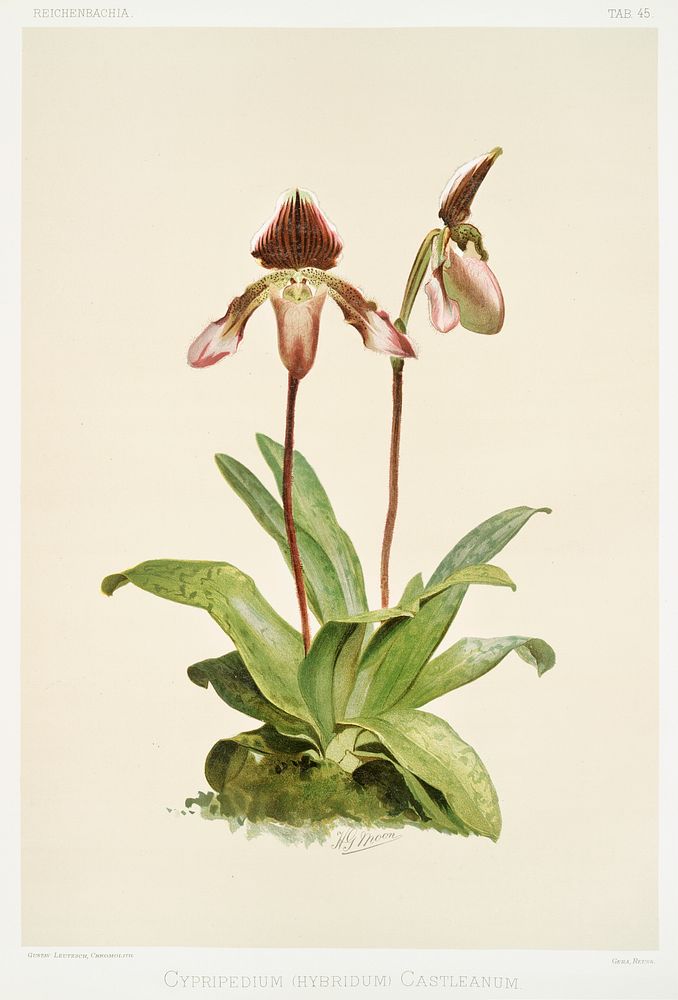 Cypripedium (hybridum) castleanum from Reichenbachia Orchids (1888-1894) illustrated by Frederick Sander (1847-1920).…