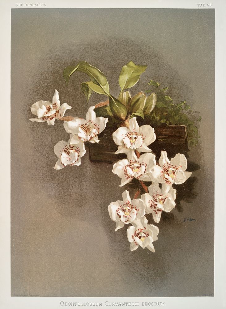 Odontoglossum cervantesii decorum from Reichenbachia Orchids (1888-1894) illustrated by Frederick Sander (1847-1920).…