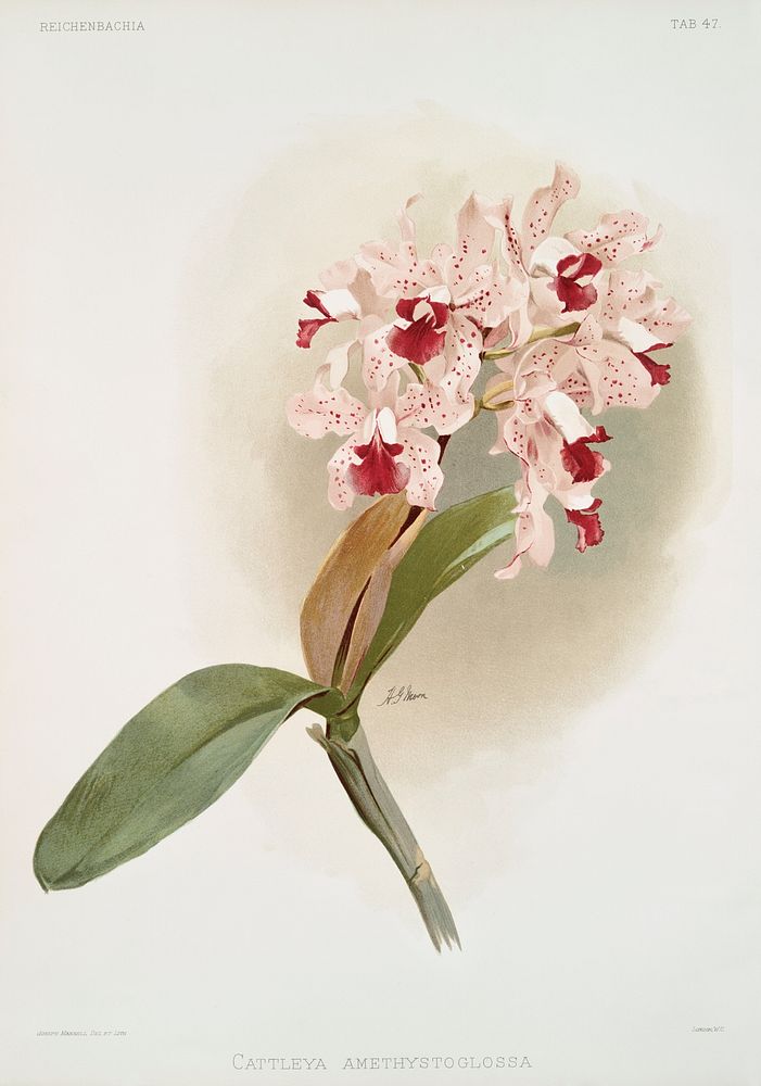 Cattleya amethystoglossa from Reichenbachia Orchids (1888-1894) illustrated by Frederick Sander (1847-1920). Original from…