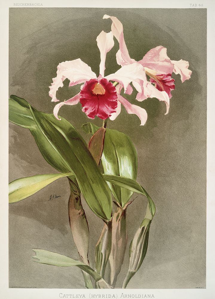 Cattleya (hybrida) arnoldiana from Reichenbachia Orchids (1888-1894) illustrated by Frederick Sander (1847-1920). Original…