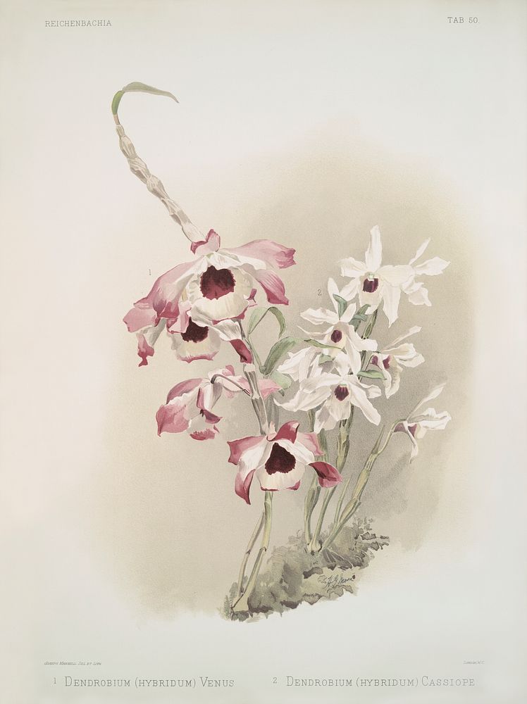 Dendrobium (hybridum) venus, Dendrobium (hybridum) cassiope from Reichenbachia Orchids (1888-1894) illustrated by Frederick…
