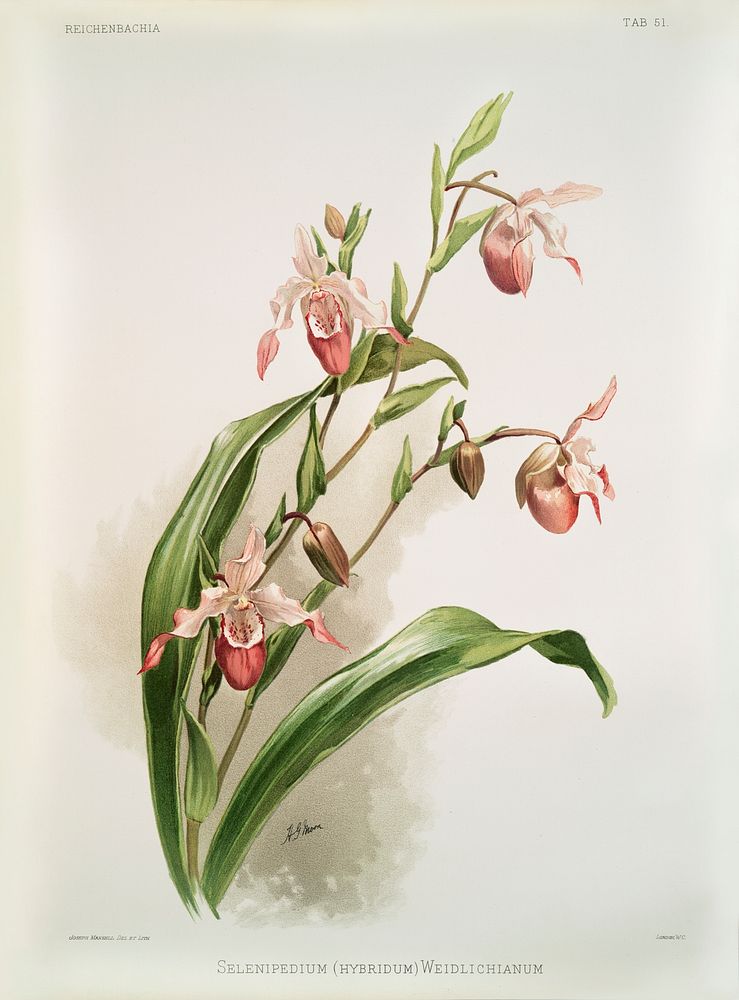 Selenipedium (hybridum) weidlichianum from Reichenbachia Orchids (1888-1894) illustrated by Frederick Sander (1847-1920).…