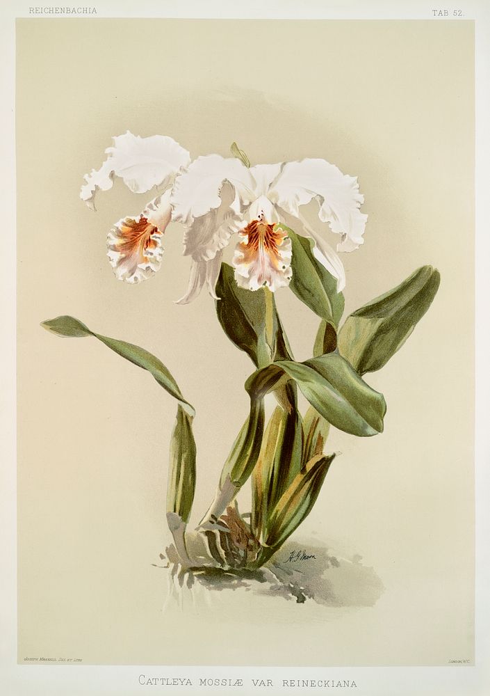 Cattleya mossi&aelig; var reineckiana from Reichenbachia Orchids (1888-1894) illustrated by Frederick Sander (1847-1920).…