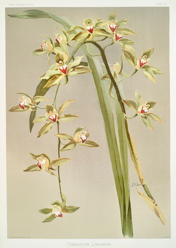 Cymbidium lowianum from Reichenbachia Orchids (1888-1894) illustrated by Frederick Sander (1847-1920). Original from The New…
