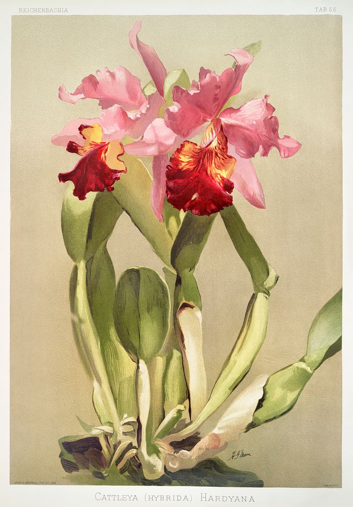 Cattleya (hybrida) hardyana from Reichenbachia Orchids (1888-1894) illustrated by Frederick Sander (1847-1920). Original…
