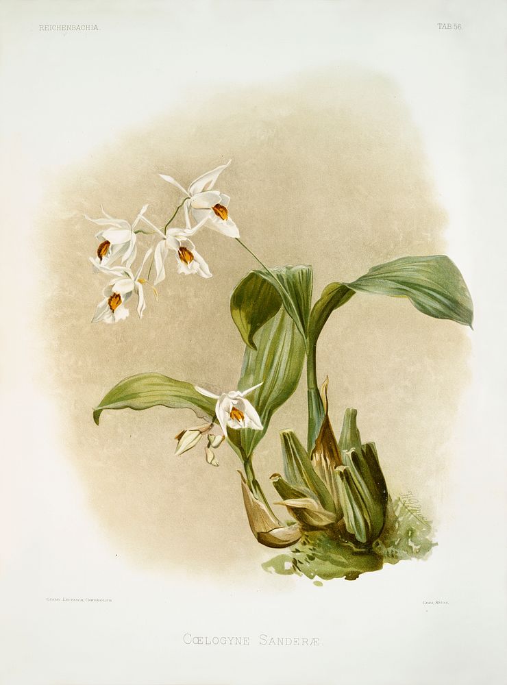 Coelogyne sander&aelig; from Reichenbachia Orchids (1888-1894) illustrated by Frederick Sander (1847-1920). Original from…