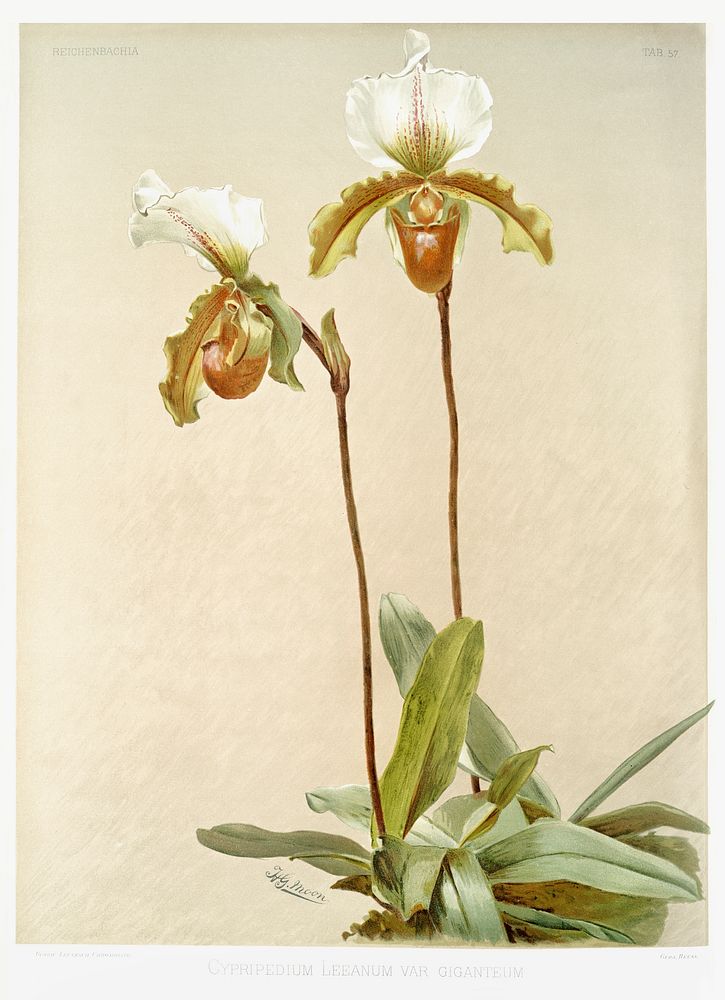 Cypripedium leeanum var giganteum from Reichenbachia Orchids (1888-1894) illustrated by Frederick Sander (1847-1920).…