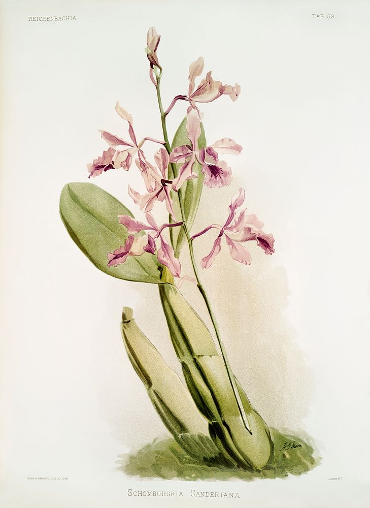 Schomburgkia sanderiana from Reichenbachia Orchids (1888-1894) illustrated by Frederick Sander (1847-1920). Original from…