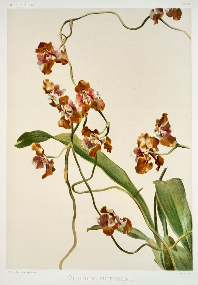Oncidium superbiens from Reichenbachia Orchids (1888-1894) illustrated by Frederick Sander (1847-1920). Original from The…