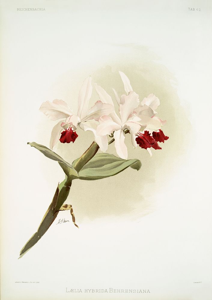 L&aelig;lia hybrida behrensiana from Reichenbachia Orchids (1888-1894) illustrated by Frederick Sander (1847-1920). Original…