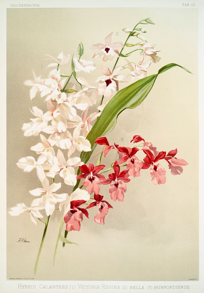 Hybrid calanthes, victoria regina, bella and burfordiense from Reichenbachia Orchids (1888-1894) illustrated by Frederick…