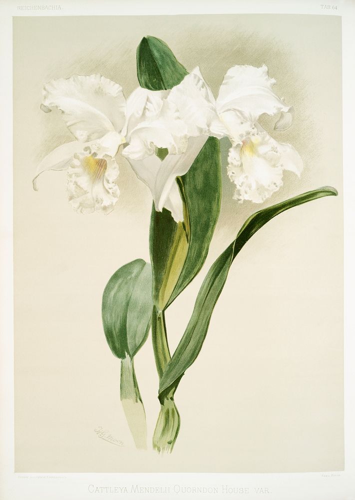 Cattleya mendelii quorndon house var from Reichenbachia Orchids (1888-1894) illustrated by Frederick Sander (1847-1920).…
