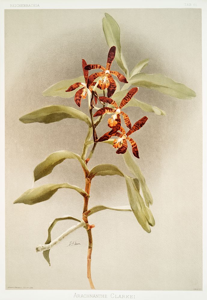 Arachnanthe clarkei from Reichenbachia Orchids (1888-1894) illustrated by Frederick Sander (1847-1920). Original from The…