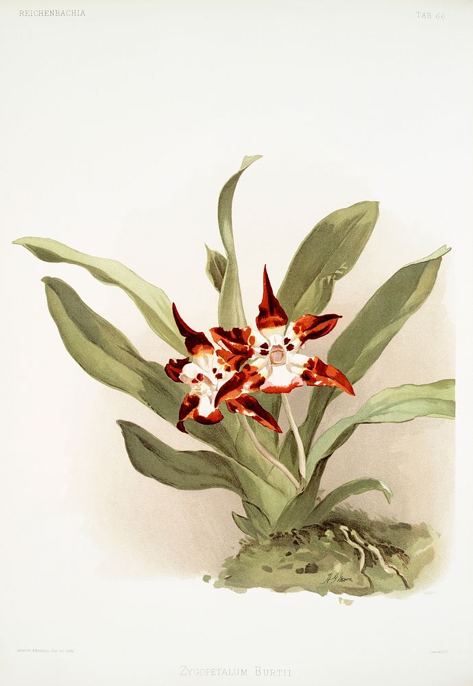 Zygopetalum burtii from Reichenbachia Orchids (1888-1894) illustrated by Frederick Sander (1847-1920). Original from The New…
