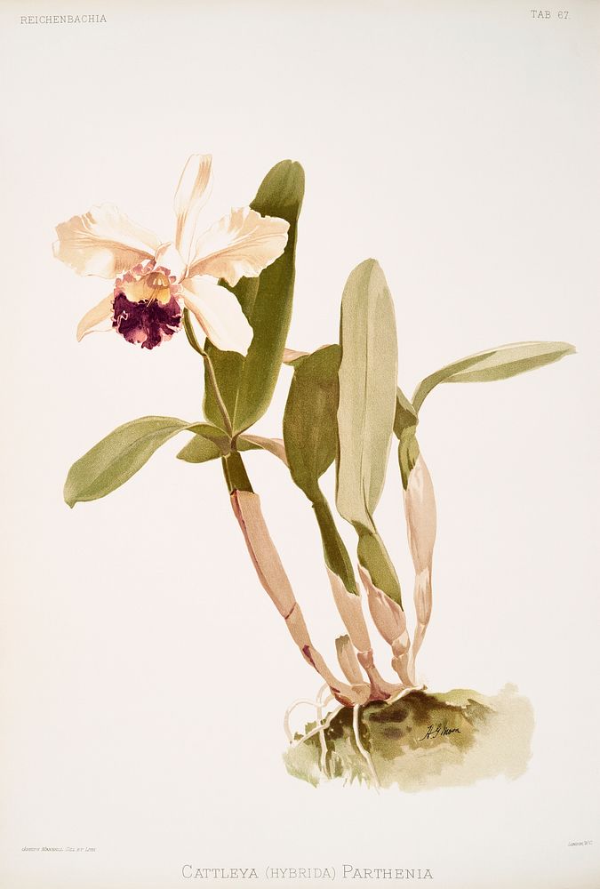 Cattleya (hybrida) parthenia from Reichenbachia Orchids (1888-1894) illustrated by Frederick Sander (1847-1920). Original…