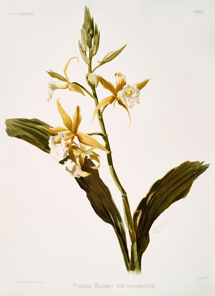 Phaius blumei var assamicus from Reichenbachia Orchids (1888-1894) illustrated by Frederick Sander (1847-1920). Original…