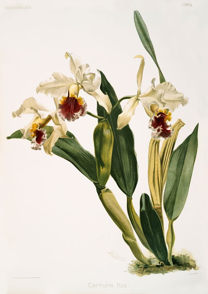 Cattleya rex from Reichenbachia Orchids (1888-1894) illustrated by Frederick Sander (1847-1920). Original from The New York…