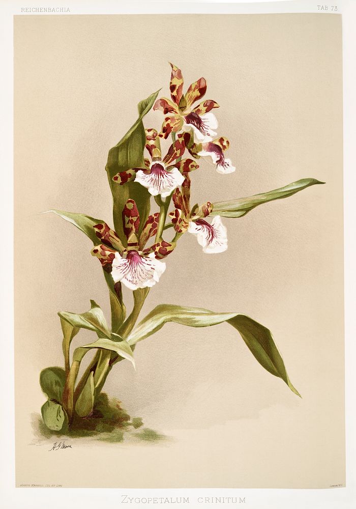 Zygopetalum crinitum from Reichenbachia Orchids (1888-1894) illustrated by Frederick Sander (1847-1920). Original from The…