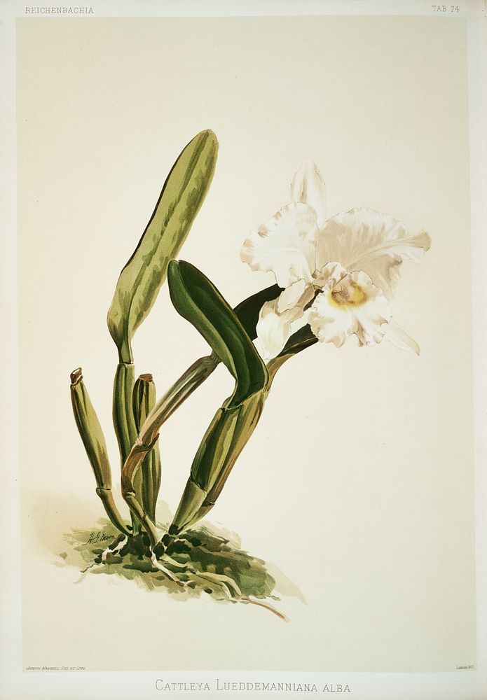 Cattleya lueddemanniana alba from Reichenbachia Orchids (1888-1894) illustrated by Frederick Sander (1847-1920). Original…