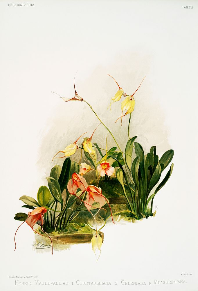Hybrid masdevallias courtauldiana, geleniana and measuresiana from Reichenbachia Orchids (1888-1894) illustrated by…