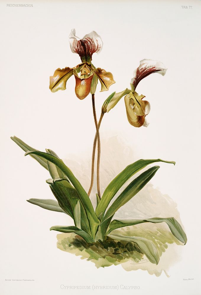 Cypripedium (hybridum) calypso from Reichenbachia Orchids (1888-1894) illustrated by Frederick Sander (1847-1920). Original…