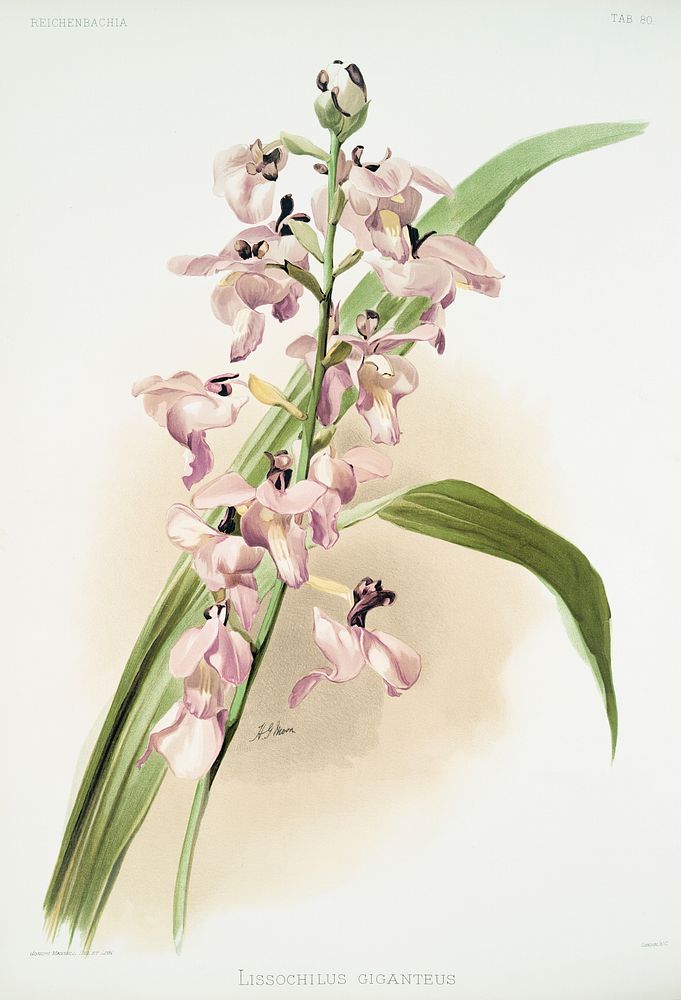 Lissochilus giganteus from Reichenbachia Orchids (1888-1894) illustrated by Frederick Sander (1847-1920). Original from The…